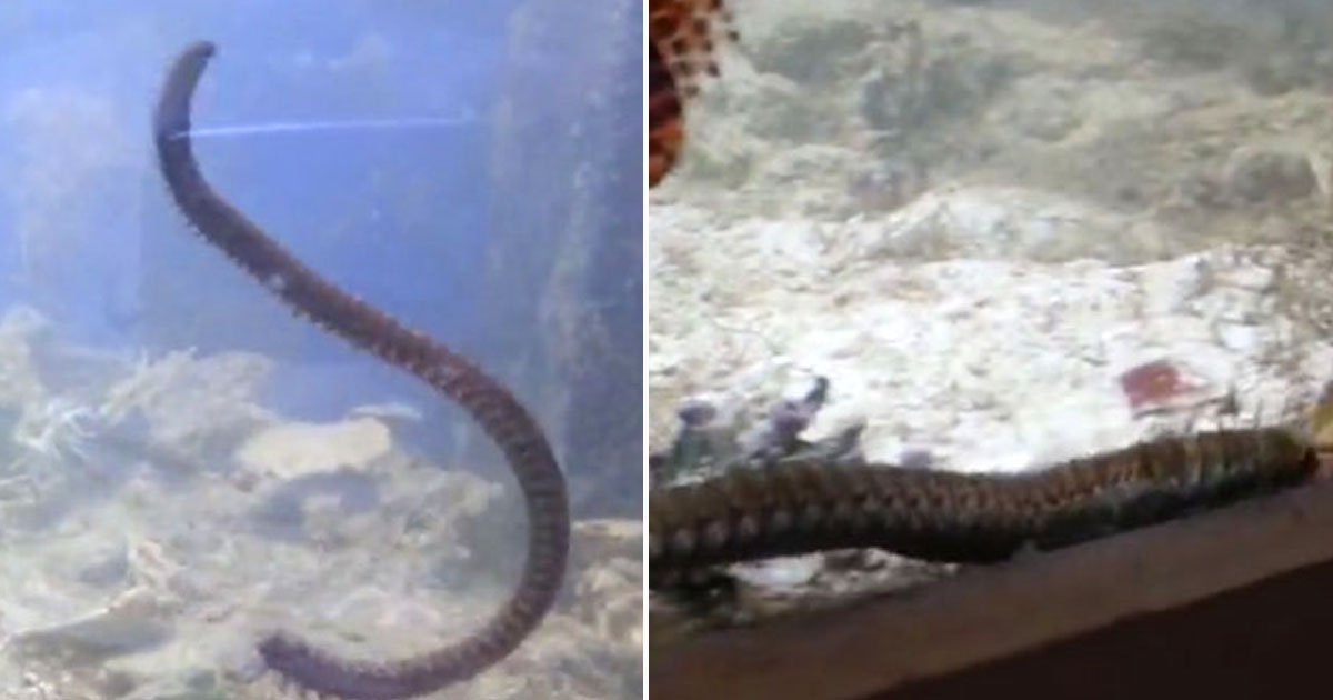 bobbit worm fish tank.jpg?resize=1200,630 - Man Found A 3ft-Long Bobbit Worm While Cleaning His Aquarium