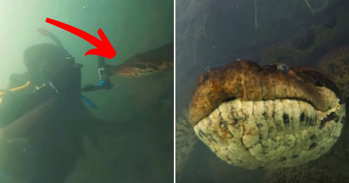 bove7.png?resize=1200,630 - Two Divers Came Face-To-Face With 23ft Long Green Anaconda