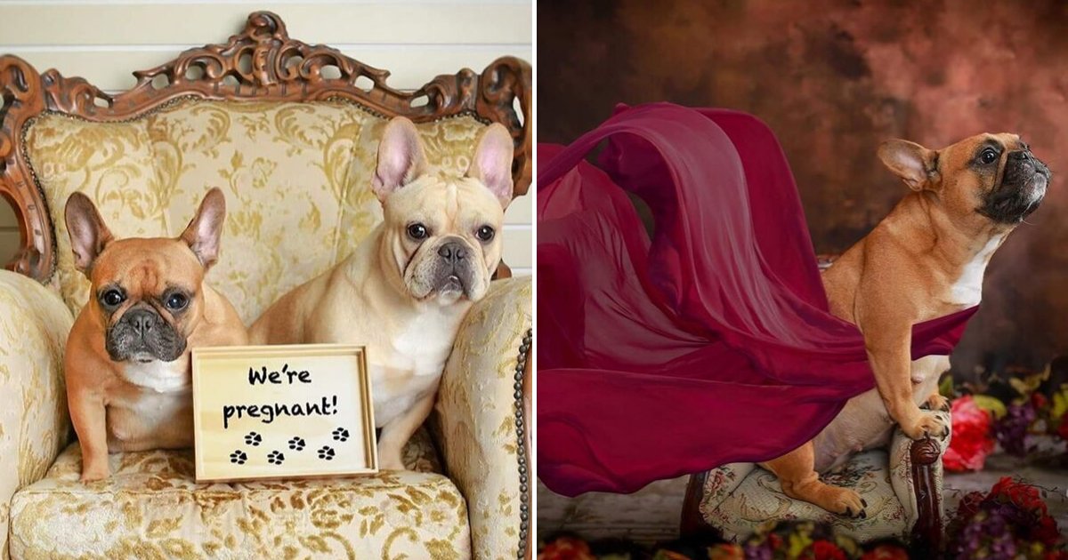 bulldog7.png?resize=1200,630 - Bulldog Couple Posed For Maternity Photo Shoot To Prepare For Puppies' Arrival