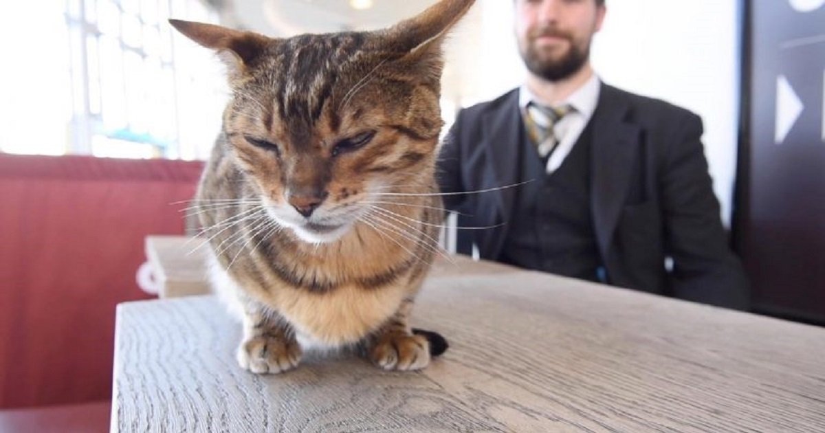 c3 6.jpg?resize=412,232 - Beloved Train Station Cat Got A "Chief Of Customer Relations" Title After 10 Years Of Charming People