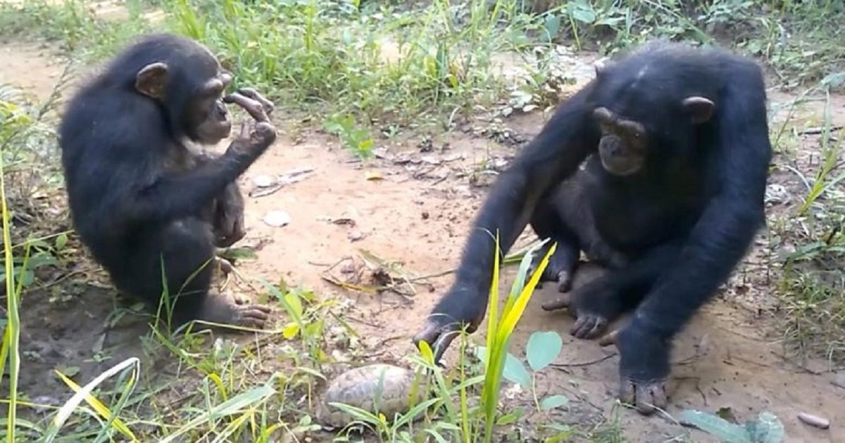 c3 7.jpg?resize=412,232 - Un trio de chimpanzés a été totalement dérouté lorsqu'ils ont rencontré une tortue pour la première fois