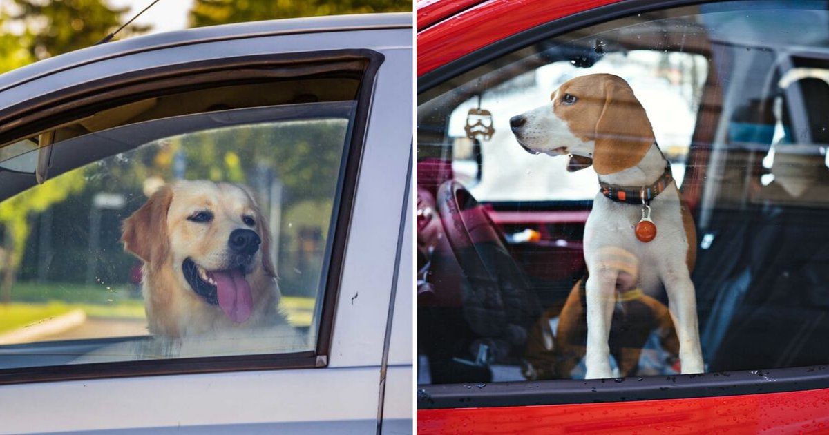 car5.png?resize=412,275 - Dog Owners Will Face Hefty Fines And Prison Time For Leaving Pets In A Hot Car