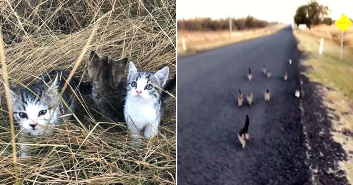 cats6.png?resize=412,275 - 10 Stray Kittens Follow A Woman And Her Dog For Over One And A Half Miles To Her Home