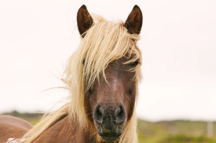 cheval.jpg?resize=412,275 - Un cheval accusé de laisser trop de crottin dans son jardin, ses voisins portent plainte