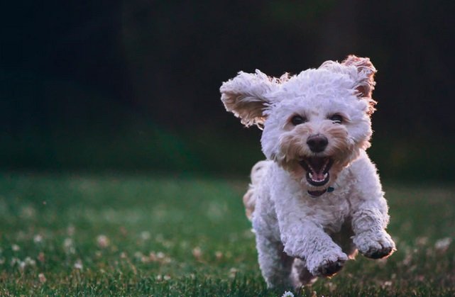 chien abatu.jpg?resize=412,275 - Un chasseur a abattu un chien car il aboyait trop fort