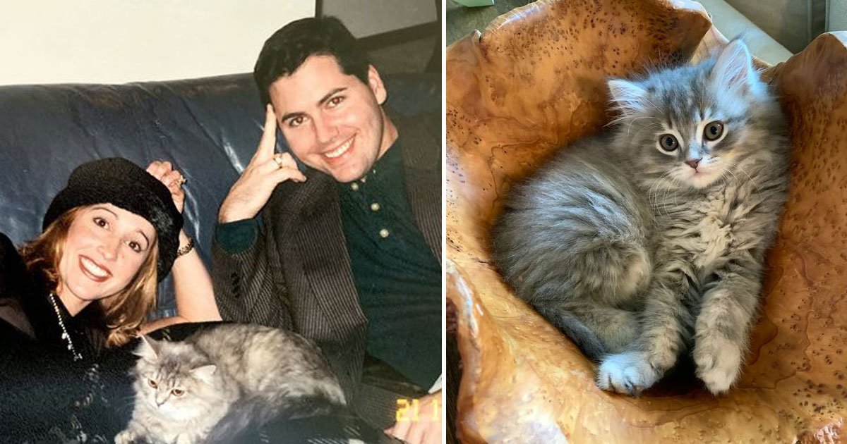 couple clone cat.jpg?resize=412,275 - Couple Paid £20,000 To Clone Their Cat Who Passed Away Six Months Before The Clone Arrived