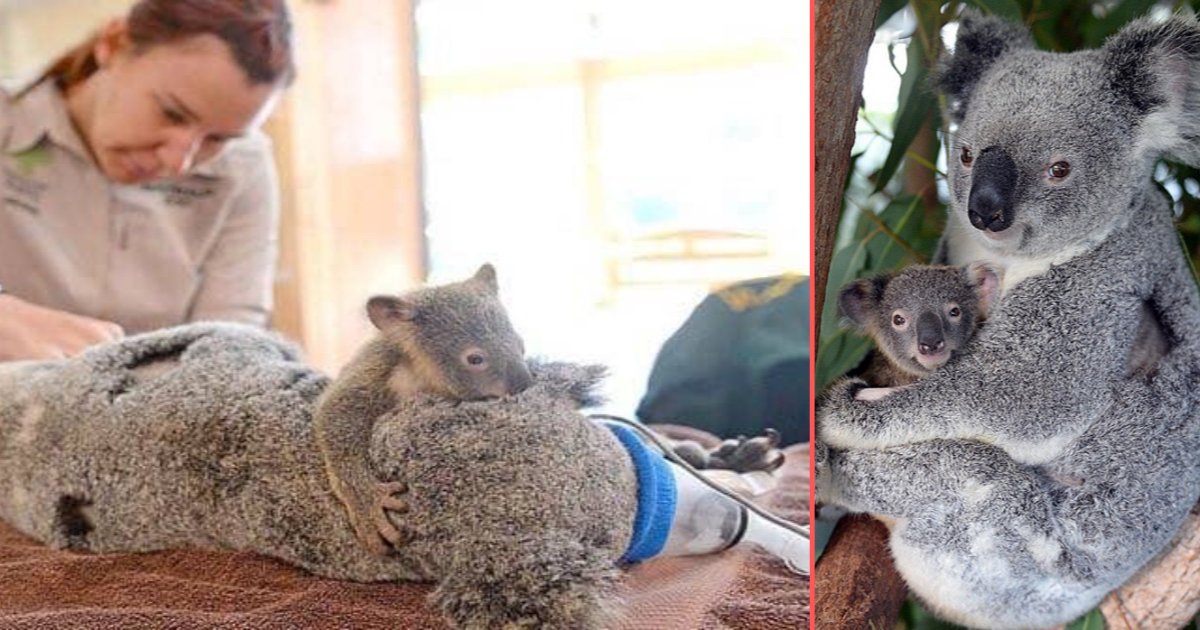 d 1 2.png?resize=1200,630 - Baby Koala Didn’t Leave His Mother Back Throughout The Surgery