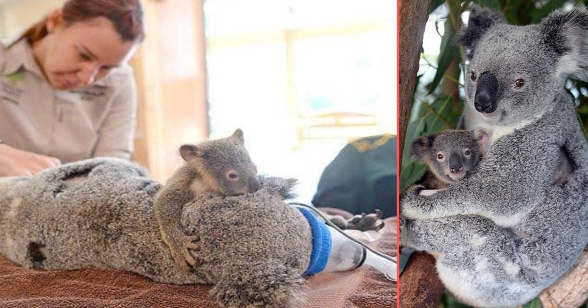 d 1 2.png?resize=412,232 - Baby Koala Didn’t Leave His Mother Back Throughout The Surgery