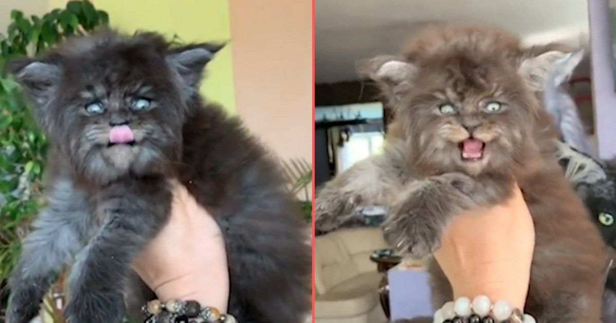 d 2 1.png?resize=1200,630 - Maine Coon Kittens Look Exactly Like Werewolves