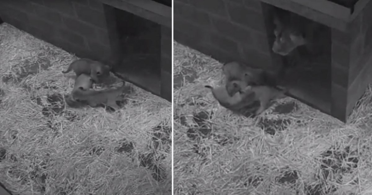 d 2 3.png?resize=412,232 - Three Little Cubs Playing With Each Other In Cam Melted Everyone’s Hearts