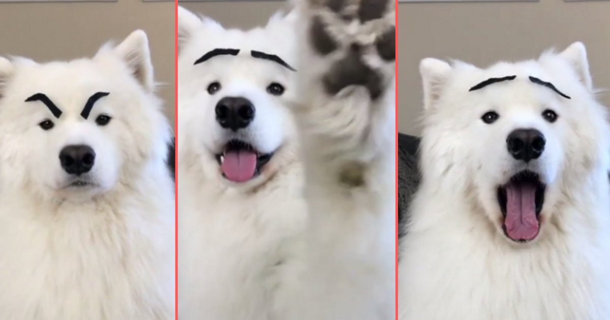 d 3 1.png?resize=412,232 - Dog Makes the Funniest Expressions with Fake Eyebrows