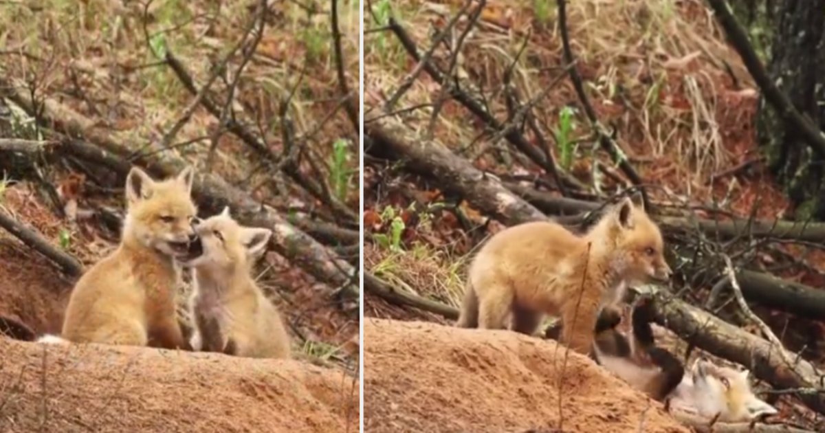 d 3 2.png?resize=412,232 - Disney-Like Scene As Two Adorable Fox Kits Are Seen Playing Amidst Singing Birds