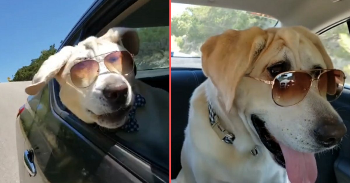 d 3.png?resize=1200,630 - Un chien cool porte des lunettes de soleil et profite de sa balade en voiture en après-midi