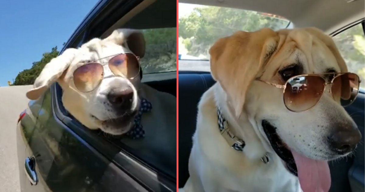 d 3.png?resize=412,275 - Un chien cool porte des lunettes de soleil et profite de sa balade en voiture en après-midi