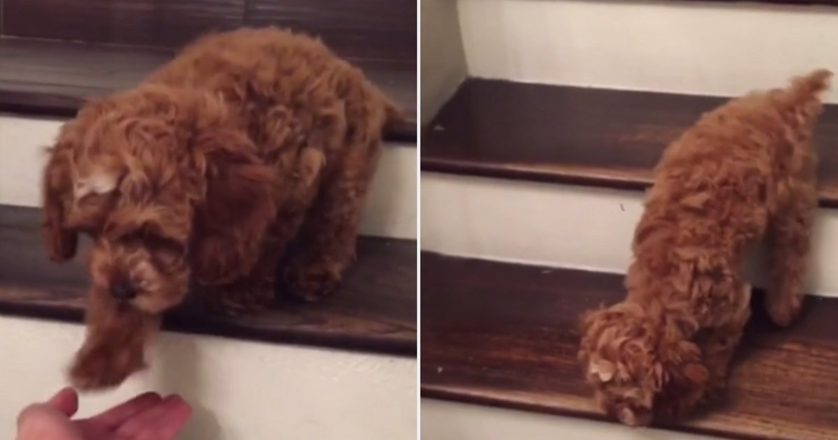 d 4 3.png?resize=1200,630 - Vidéo adorable : Un chiot fait ses premiers pas dans les escaliers