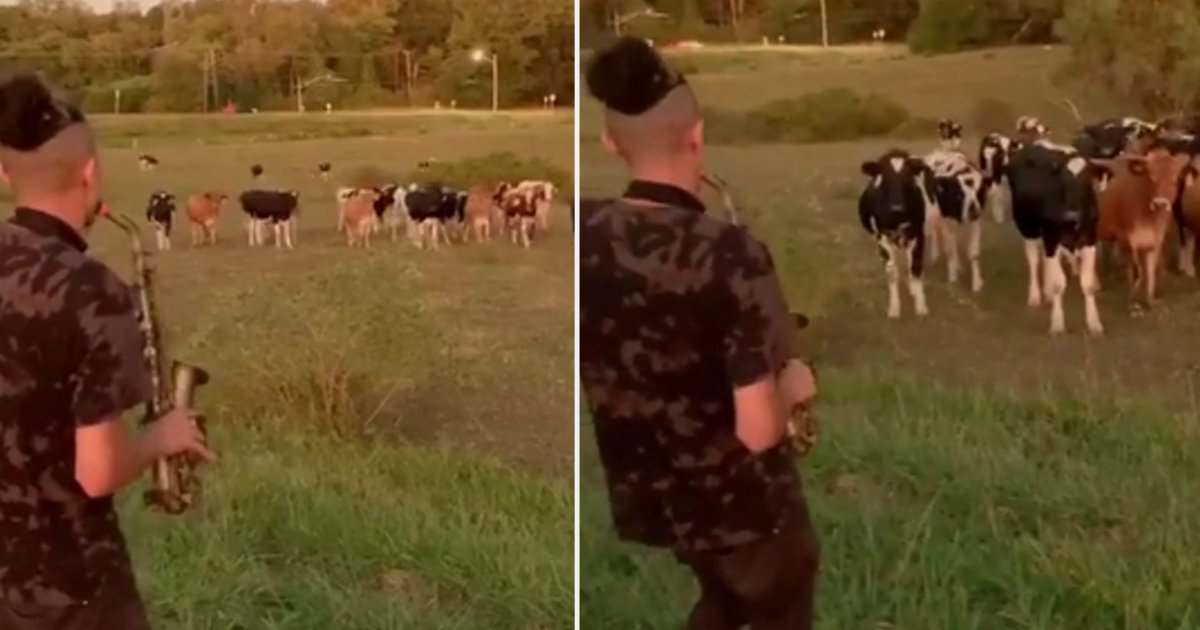 d 5 1.png?resize=412,275 - Un troupeau de vaches court pour écouter un homme jouer une sérénade avec son saxophone