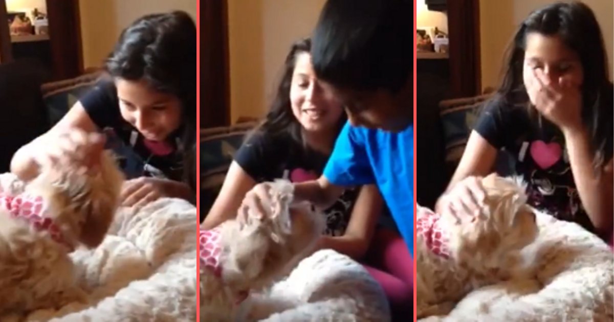 d 6.png?resize=412,232 - Watch This Adorable Video of The Kid Getting a New Puppy For His Big Surprise