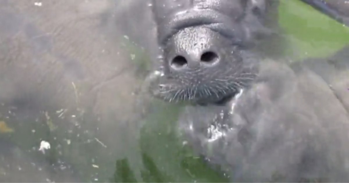 d1 2.png?resize=412,232 - An Adorable Video of Rescued Manatees Kissing Each Other