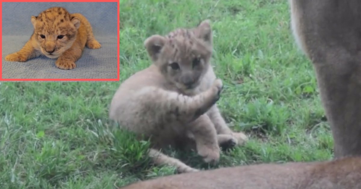 d10.png?resize=412,275 - Meet the Real-Life Simba That Inspired the Iconic Animation
