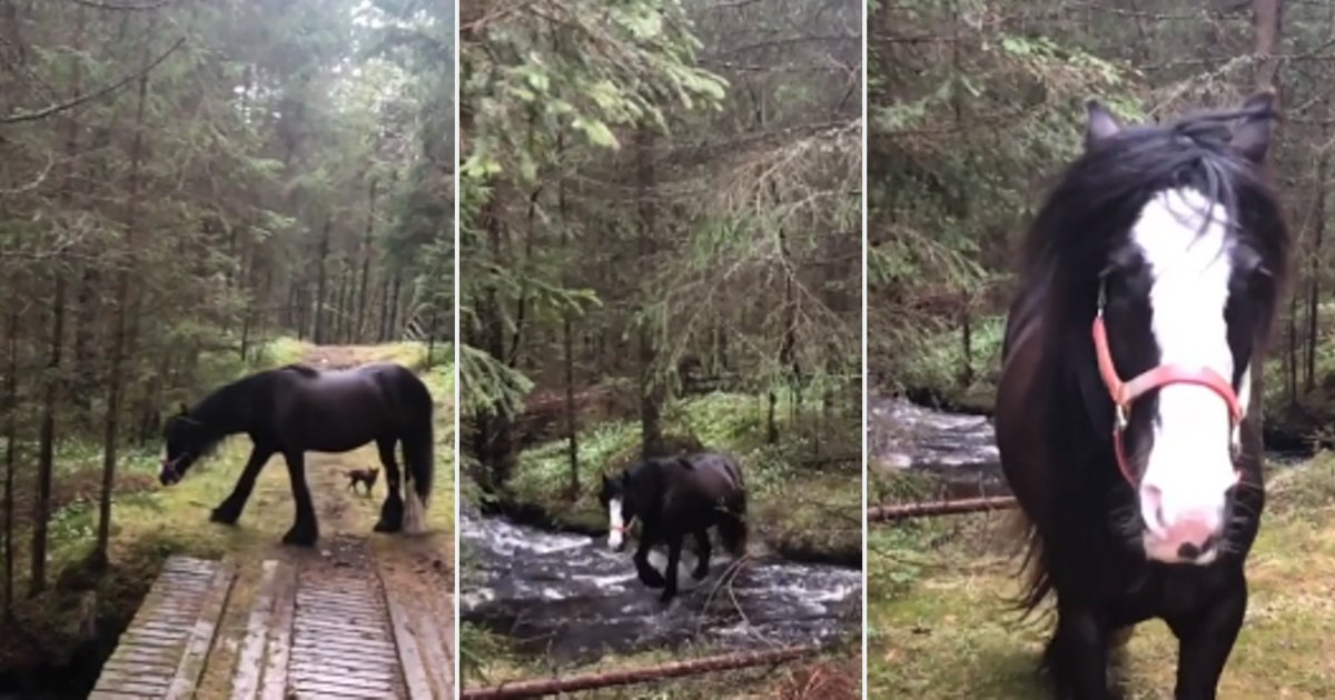 Cette Video D Un Beau Cheval Traversant Le Ruisseau Est Trop Adorable Vonjour