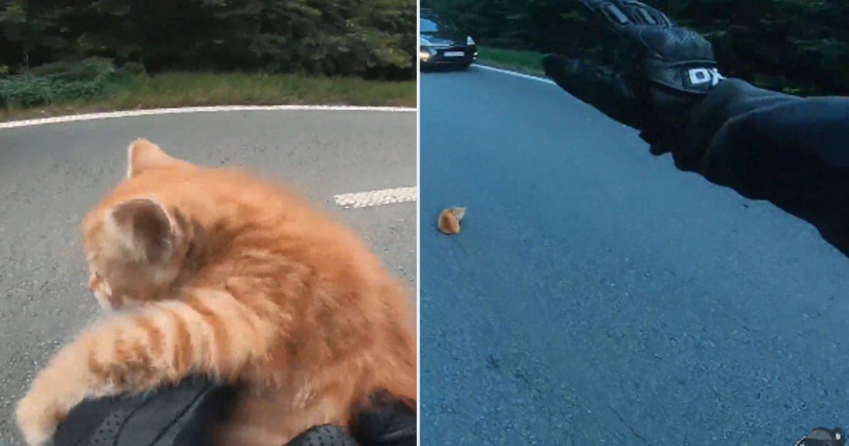 d2 14.png?resize=1200,630 - A Heroic Moment When a Biker Saves A Kitten Stranded On the Road