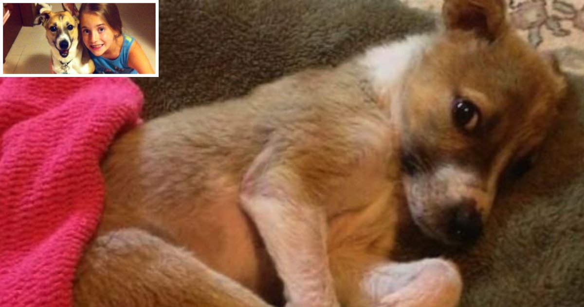d2 5.png?resize=412,275 - Faith Defied Death And Came Back To Life: A Puppy Suffering From Distemper Regains Her Life At Home