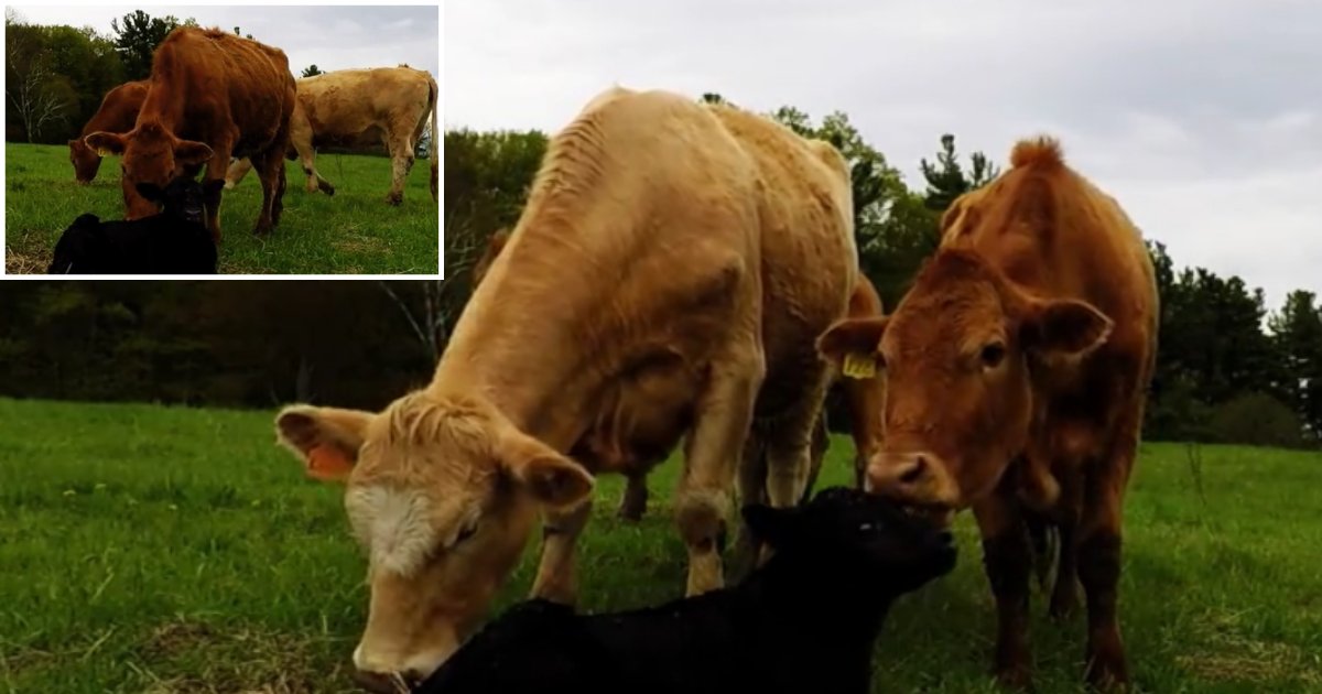 d2.png?resize=412,275 - A Cute Little Calf Takes His First Steps While The Mother Watches