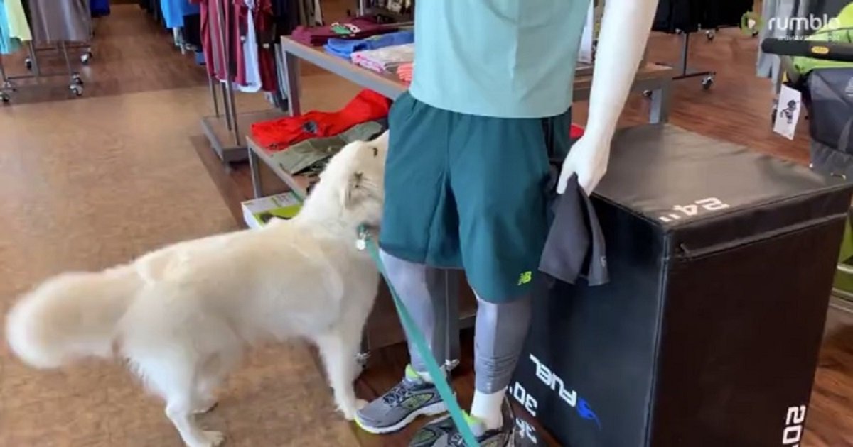 d3 1.jpg?resize=412,275 - A Friendly But Clueless Dog Approached A Mannequin Hoping For A Pat On The Head