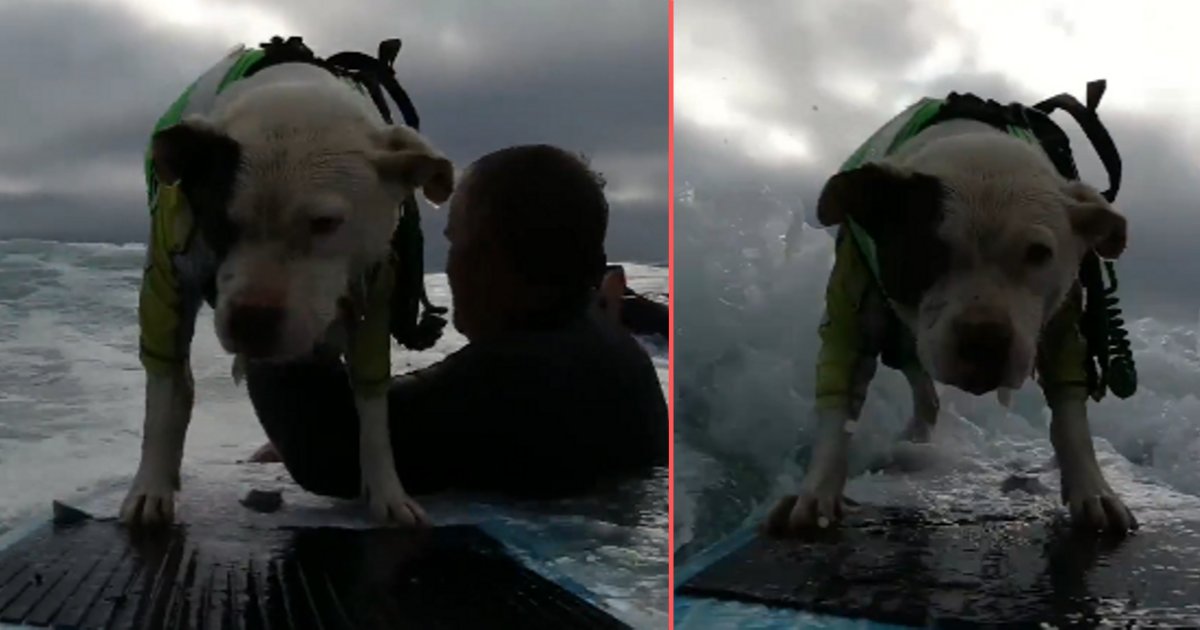 d3 10.png?resize=1200,630 - Un courageux chien de surfeur s'entraîne pour le «défi 100 vagues»