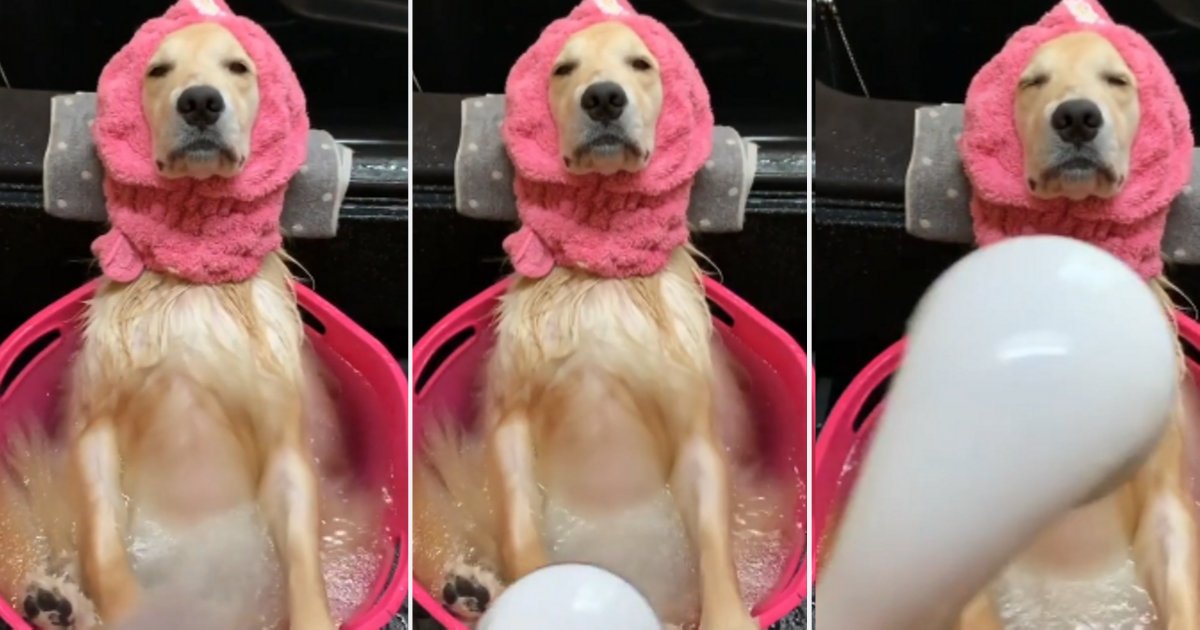 d3 12.png?resize=1200,630 - Golden Retriever Having The Time of His Life While Taking A Cold Shower
