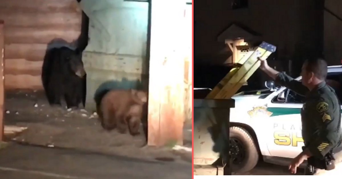 d3 13.png?resize=412,275 - A Bear Cub Was Rescued From The Dumpster By Kind Police Men