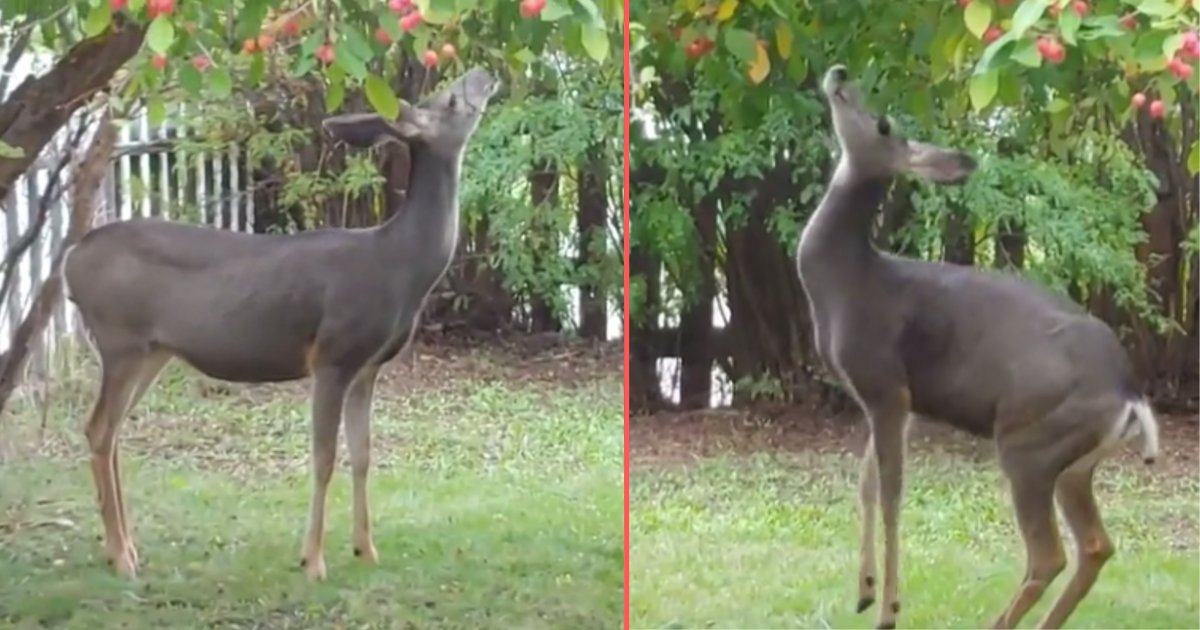 d3 15.png?resize=412,275 - Un cerf enseigne à ses faons comment cueillir des pommes discrètement dans un jardin