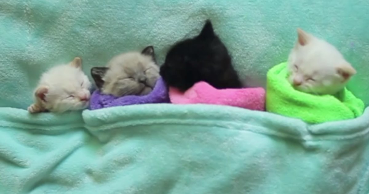 d3 3.png?resize=412,275 - People of the Internet Are Loving These Siamese Kittens