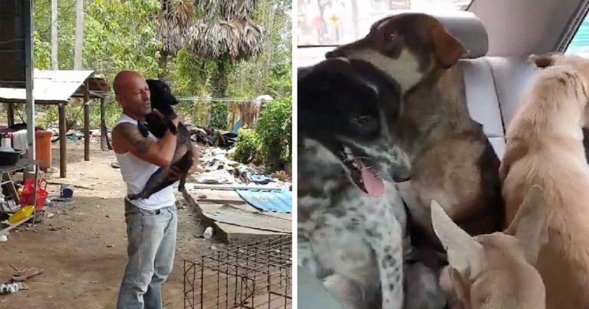 d3 8.jpg?resize=1200,630 - Brave Animal Lover Rescued Dogs From Slaughterhouses
