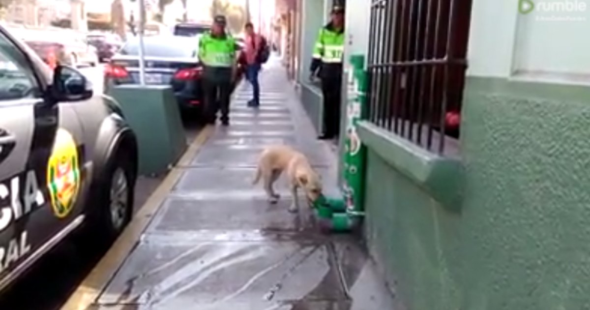 d4 1.png?resize=1200,630 - Bravo à la police du Pérou pour avoir distribué de l'eau et de la nourriture pour les chiens abandonnés