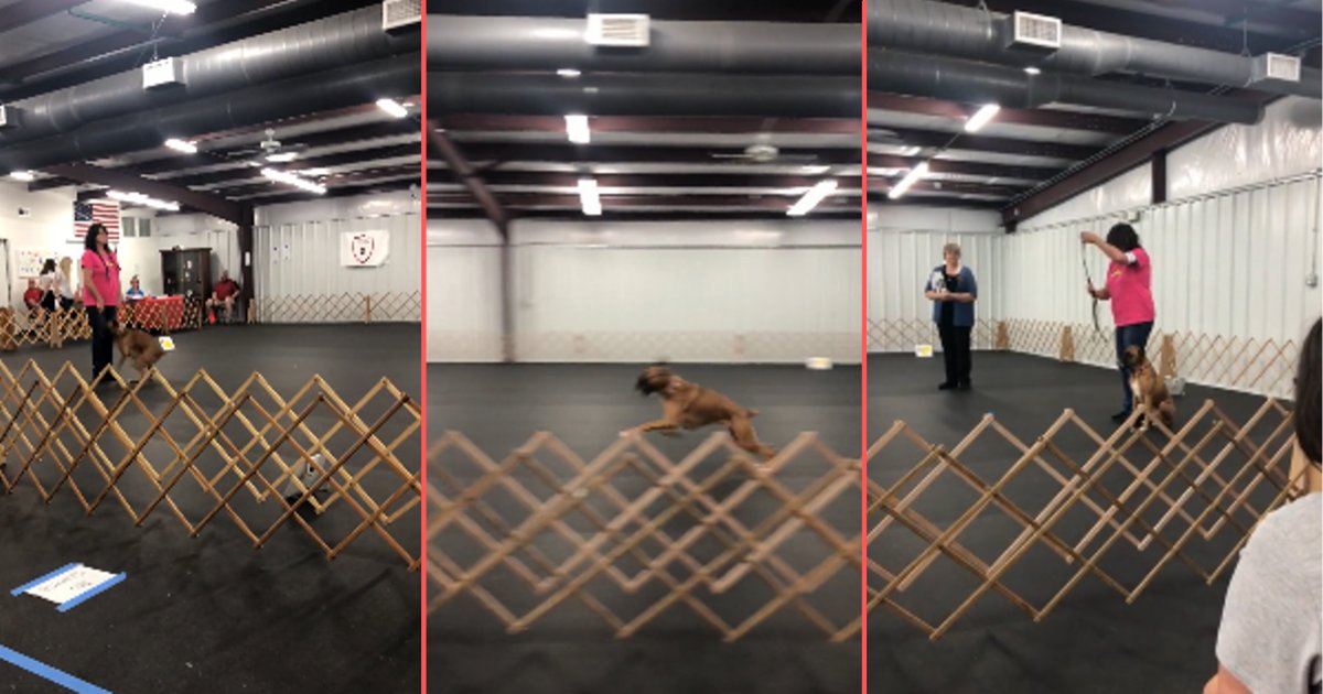 d4 10.png?resize=412,275 - Overly Excited Dog Celebrates His Well Deserved Victory