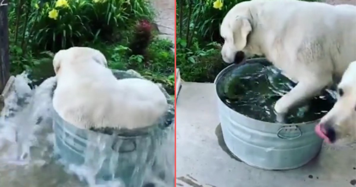 d4 11.png?resize=1200,630 - Hilarious White Labrador Drinks and Bathes in The Same Water