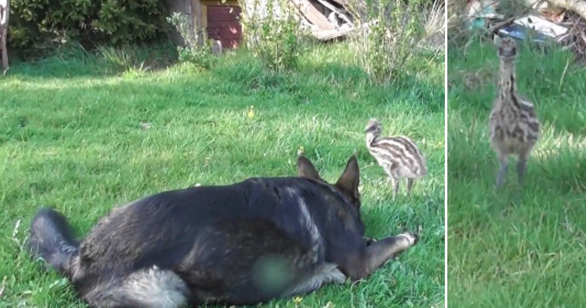 d4 13.png?resize=1200,630 - A Special Bond Between a German Shepherd and an Emu Chick is a Must Watch