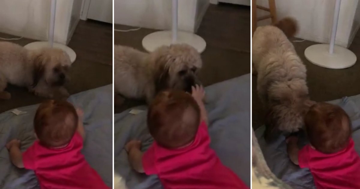 d4 2.png?resize=1200,630 - Overly Excited Pup Has the Time of His Life Playing With the Baby