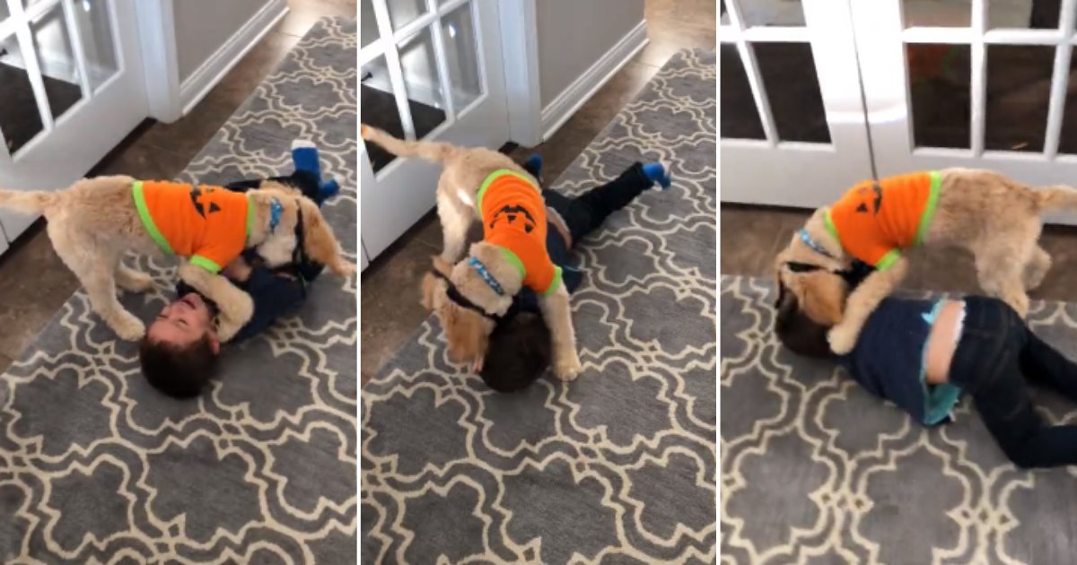 d4 4.png?resize=412,232 - This Wrestling Match Between A Puppy and A Toddler Is Just Too Cute
