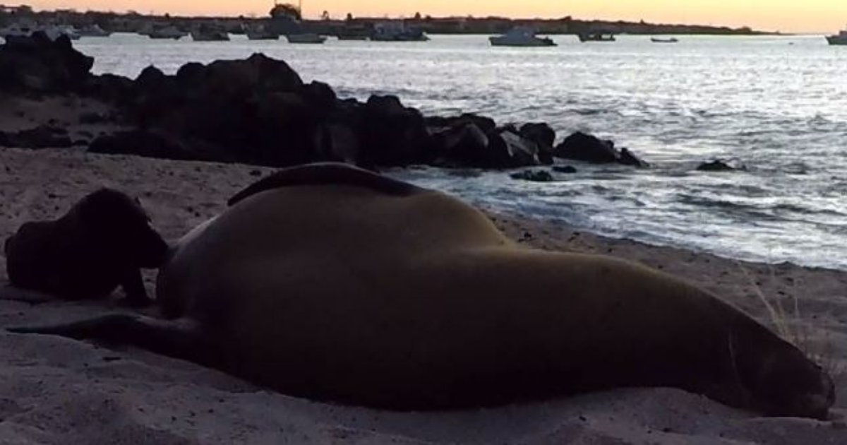 d4 7.png?resize=412,275 - Newborn Baby Sea Lion Adorably Nursing on The Beach