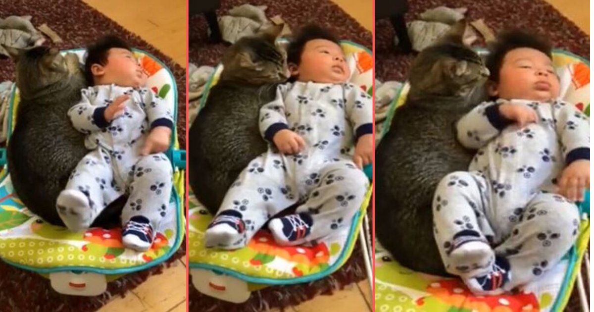 Un Tres Beau Moment De Complicite Entre Un Chat Et Un Bebe Vonjour