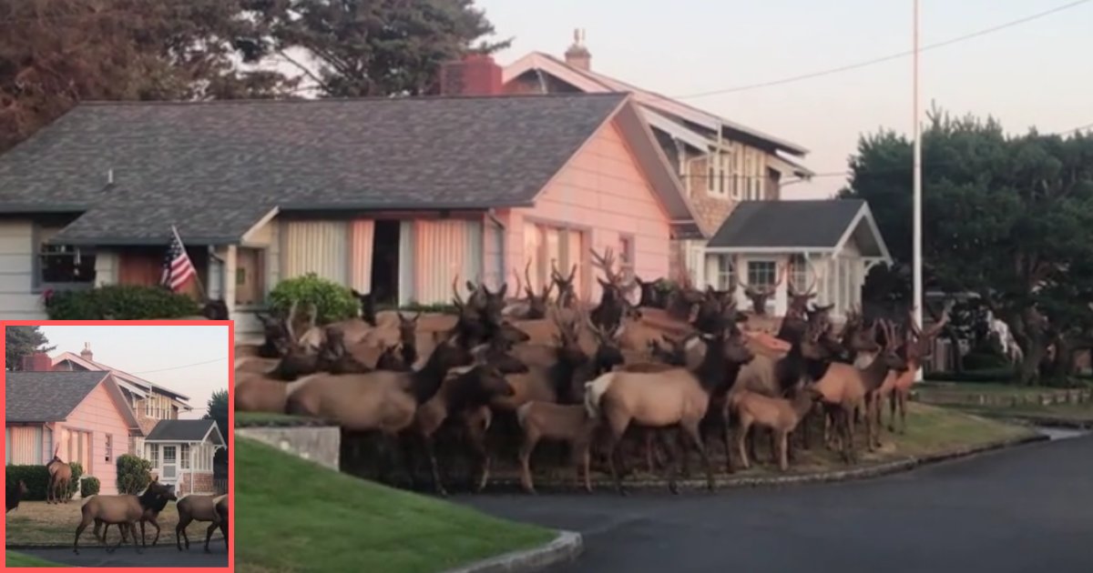 d4.png?resize=1200,630 - A Herd of Elks Spotted Outside Neighborhood House
