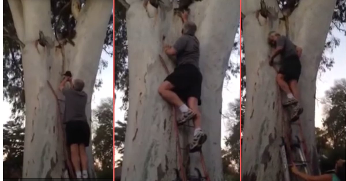 d5 1.png?resize=412,232 - Un homme bienveillant a aidé un bébé koala tombé d'un arbre pour le rendre à sa mère