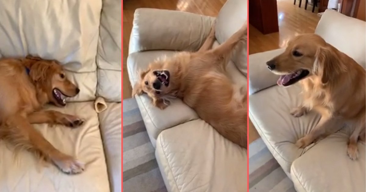 d5 15.png?resize=1200,630 - Energetic Dog Can't Seem To Contain His Excitement Whatsoever