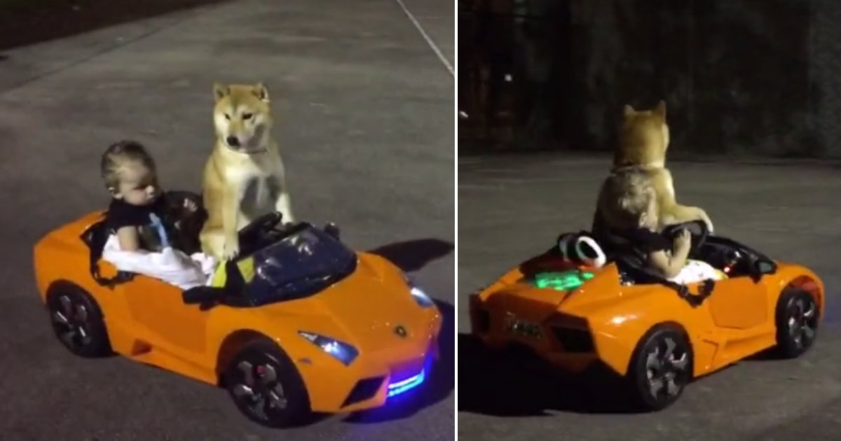 d5 4.png?resize=1200,630 - A Baby And A Dog Went Out For A Joyride In Their Lamborghini