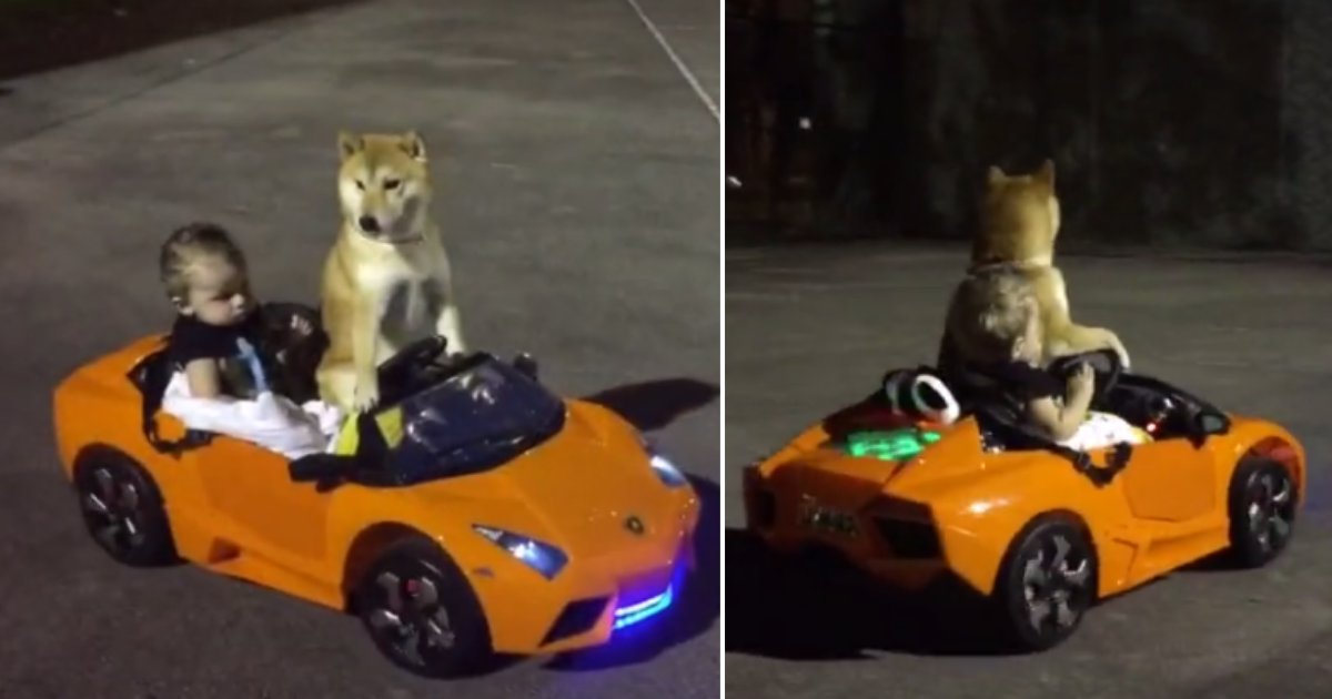 d5 4.png?resize=412,275 - A Baby And A Dog Went Out For A Joyride In Their Lamborghini