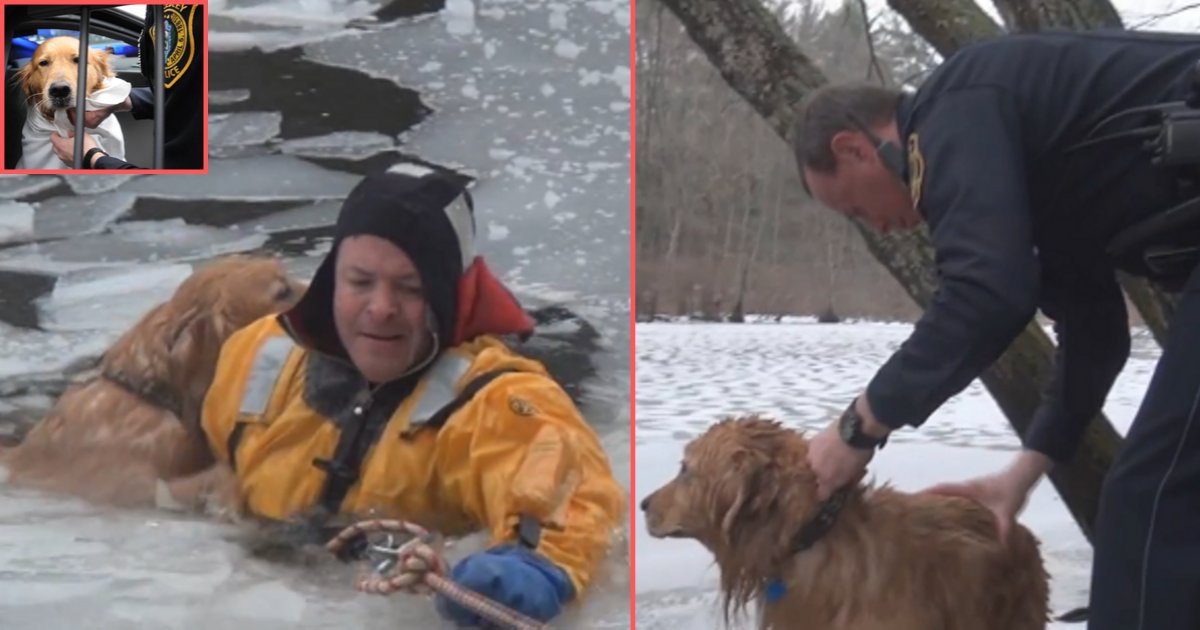 d5 9.png?resize=1200,630 - Un chien a été sauvé de la rivière glacée par des pompiers