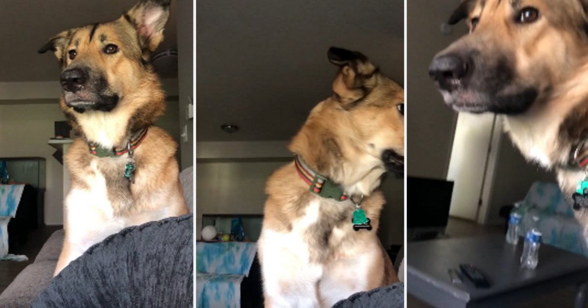 d6 12.png?resize=412,275 - Watch The Puppy Half-Bark When The Owner Restricted Barking Inside The House