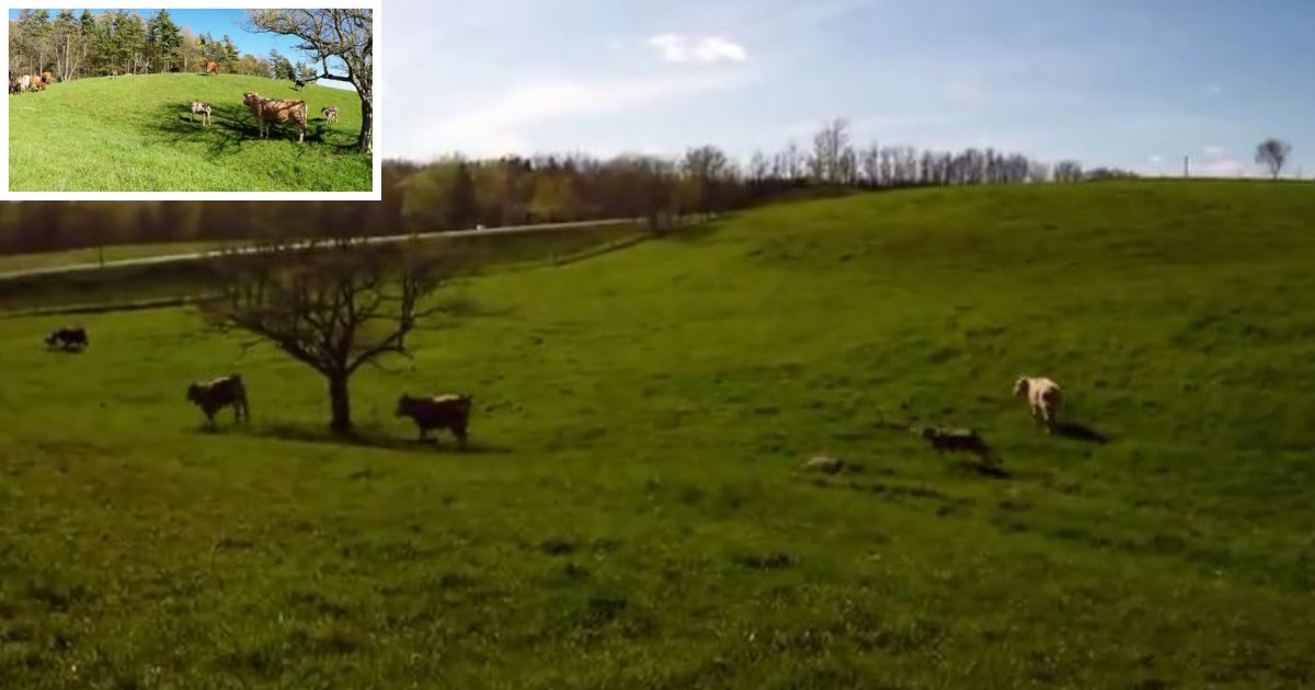 d6 5.png?resize=412,275 - Ontario Farmland Offers Natural Habitat To The Cows And Their Calves